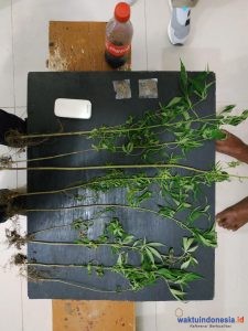 Tanam Ganja, Ya Gol lah..