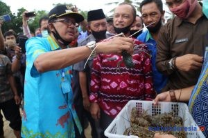 Lobster Budidaya Dilepasliarkan di Kawasan Konservasi Laut, Bupati Agus Puji Terobosan CV GJP