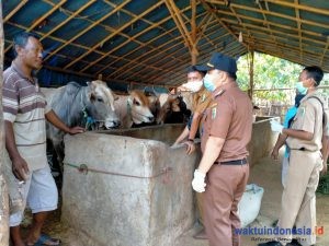 H-3 Idul Adha, Dispertanak Pantau Hewan Qurban Dua Kecamatan