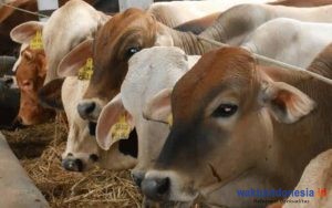 Kapolda Sumut Serahkan 435 Hewan Kurban Pada Idul Adha 1441 H