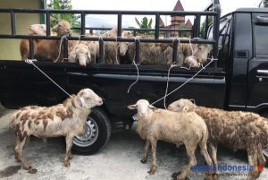Bacabup PakPak Bharat – Aleg Sumut Franc Bernhard Tumanggor Serahkan 67 Kambing 1 Sapi Kurban