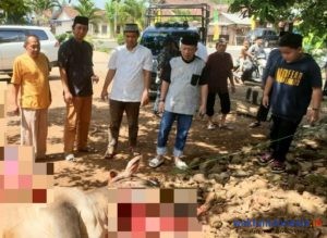 DPD Golkar Pesawaran Kurban Satu Ekor Sapi di Hari Raya Idul Adha