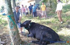 EidalAdha, Pekon Sukanegara Ngambur Dapat Sapi dari Gubernur Arinal