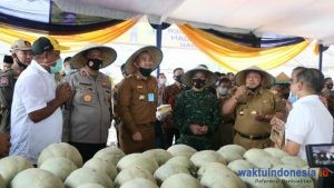 Gubernur Bersama Kapolda, Danrem 043/Gatam, dan Bupati Pesawaran Panen Perdana Buah Melon