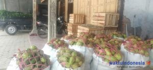 Andai tak Malu Saya sudah Nangis di Tengah Lahan, Keluh Petani Palawija di Tengah Harga Anjlok