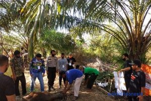 Ponpes Hidayatullah Way Kanan Sembelih 37 Ekor Hewan Qurban