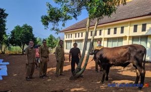 Kantor Kemenag Pesawaran Potong Lima Ekor Hewan Kurban