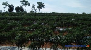 Harga Cabai Anjlok Bersamaan  Pandemi Corona, Petani: Ngadu ke Siapa?