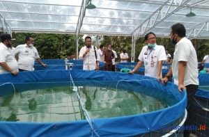 Identik dengan Laut, Ternyata ada Budidaya Ikan Air Tawar Berteknologi Ini di Pesibar, Begini Pesan Bupati Agus Istiqlal
