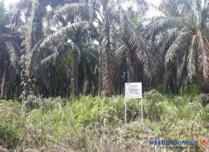 KPK Sita Lahan Kebun Sawit 530,8 Ha terkait NA di Sumut