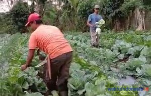Kabar Petani: Harga Palawija di Lambar ‘Melorot Abis’