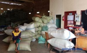 Kabar Petani, Harga Kopi Pekan Ini: Ungkap Masalah Harga Kopi yang Merundung Pekebun di Lambar