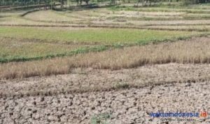 Petani Gagal Penen bisa Klaim Rp6 Juta per Ha, Ini Programnya, Bupati Parosil: Petani agar Memanfaatkan Program