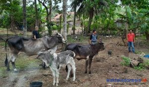 4 Pencuri Sapi di Pesibar Dicokok Polisi, Begini Kronologisnya