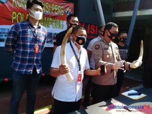 3 Pelaku Diduga Penjual Gading Gajah Ditangkap Polda Lampung, Ini Motifnya