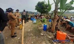Hama Serang Padi Petani, Pemkab Dairi Gandeng Perusahaan Beri Solusi