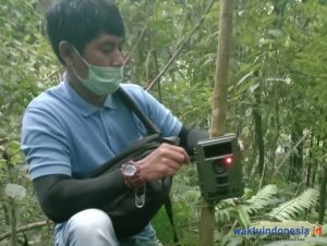 Waspada! Harimau Sumatera Berkeliaran di Kawasan Pendakian Gunung Sibayak