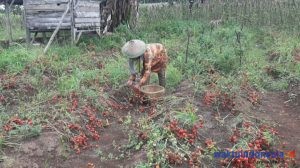 Harga ‘Musuhi’ Petani Rampai, Memerah di Lahan di Kedaung