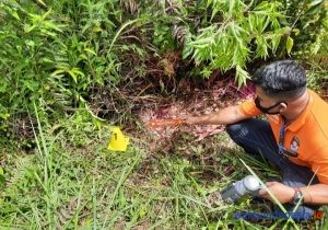 Polisi: Laoli Tewas Dibunuh, 2 Rekannya tak Terlihat