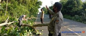 Diterpa Angin Kencang Pohon Tumbang di Banjarnegara Waykanan