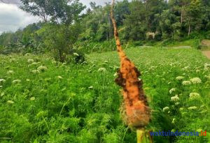 Kabar Petani: Harga Wortel Bergerak Naik, Tembus Rp4 Ribu per Kg