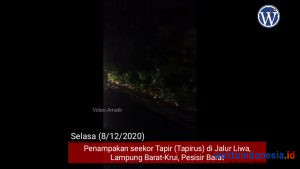VIDEO: Seekor Tapir Terekam Pelintas di Jalur Liwa-Krui