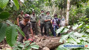 Dishut Provinsi Lampung Musnahkan Sonokeling Hasil Pembalakan Liar