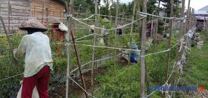 Ini Daftar Harga Sayur Mayur di Lambar, Cabai Sempat Rp40 Ribu Kini Rp35 Ribu Saja