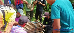 Geger! Warga Tiba-Tiba Temukan Macan Terluka