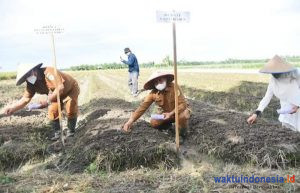 Bupati Batu Bara Ajak Petani Tingkatkan Tanaman Bawang