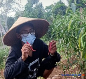 Harga Cabai Meroket Petani Gembira