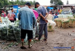 Ini Harga Komoditas Sayur-Mayur di Kabupaten Karo