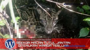 VIDEO: Terkait Penemuan Macan Terluka, Begini Kata TNBBS