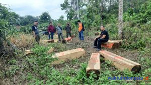 Puluhan Batang Sonokeling Hasil Pembalakan Liar Berhasil Disita Polhut