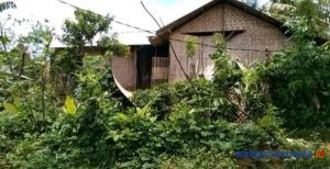 Kawanan Gajah Liar Ngamuk di BnS, Warga Diungsikan