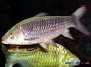 Dinas Perikanan Mesuji Segera Budidaya Ikan Jelawat