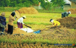 Petani Keluhkan Turunnya Harga Gabah Menjelang Panen Raya