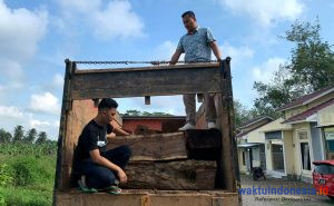 Polisi Gulung Pembalak Liar Areal PTPN VII, Satu Colt Diesel Kayu Sonokeling Diamankan