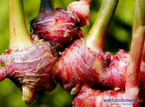 PT Sidomuncul Prospek Lirik Tanaman Herbal di Mesuji