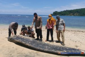Heboh! Ikan Paus 5,5 Meter Terdampar di Pantai Tengor