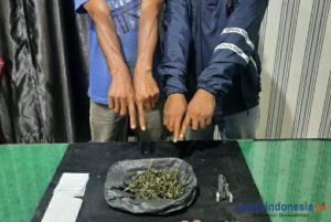 Polsek Kutabuluh Tangkap Dua Pemilik 36,1 Gram Ganja, Juga Mencabut 20 Batang Ganja di Lokasi