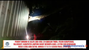 Brakk !!! Mobil Fuso R6 Tertimpa Pohon Tumbang di Jalur Liwa-Krui