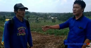 Nasib Petani Singkong Makin Terpuruk, Harga Singkong Anjlok