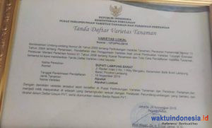 Ini 6 Varietas Asli Lambar Kantongi Sertifikat Kementan