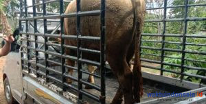 Lari 5 Bulan, Pencuri Sapi di Lambar Diringkus di Lamtim