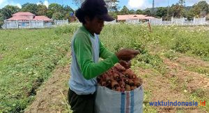 Ditunggu Berbulan-Bulan Giliran Panen tak Balik Modal, Seloroh Petani Wortel