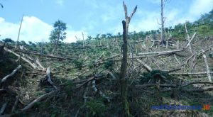 Temukan Titik Perambahan Hutan di Suoh, Petugas TNBBS Siapkan UU TPHut