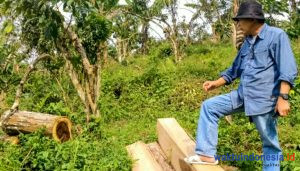 Aktivis Kehutanan Soroti Maraknya Pembalak Liar Di Hutan Pesawaran