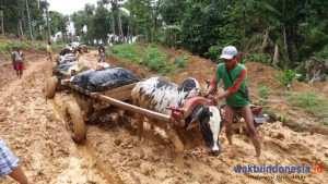 Jumat Bupati Pesibar Dijadwal Bertemu Kehutanan dan BBTNBBS: Soal Restu Buka Jalan dan Jaringan Listrik ke Wayharu