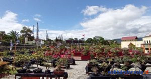 Kolektor asal Jawa-Sumatera Pajang Ratusan Bonsai gak Kaleng-Kaleng di KRL, Berbanderol Ratusan Juta